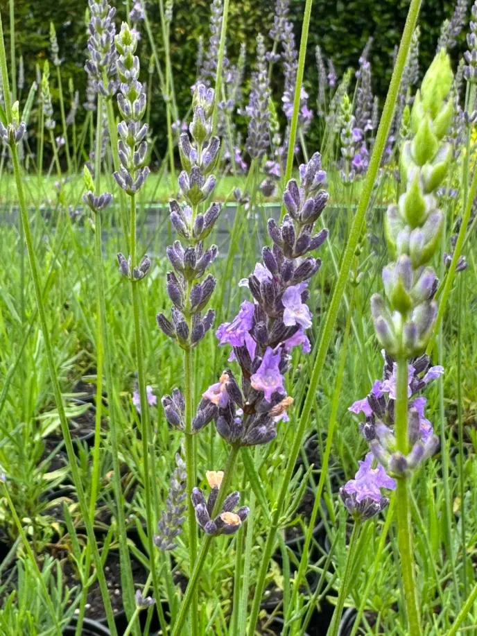 Lavandula angustifolia 'Arabian Nights'