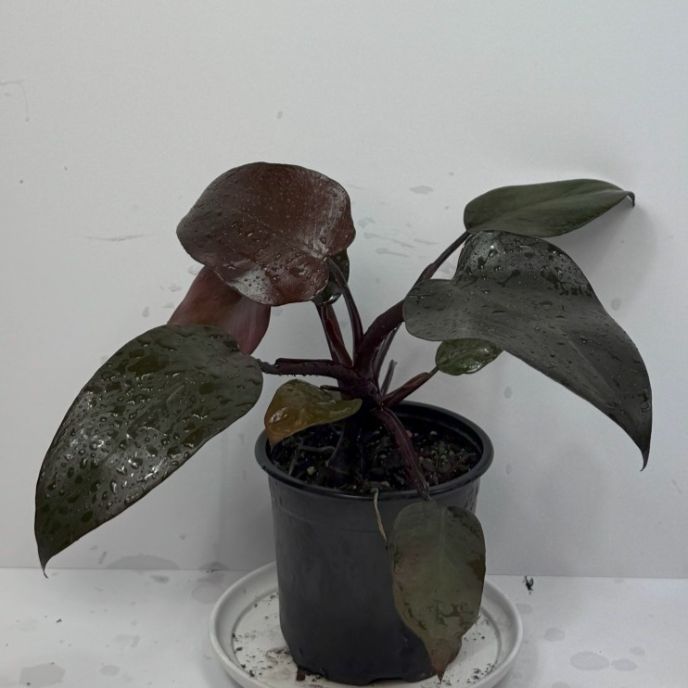 Imperial Red Philodendron 