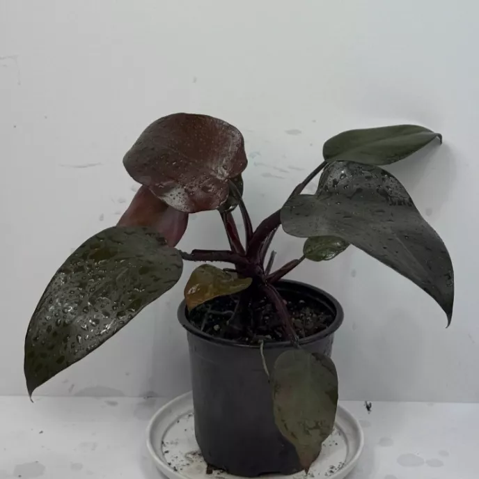 Imperial Red Philodendron 