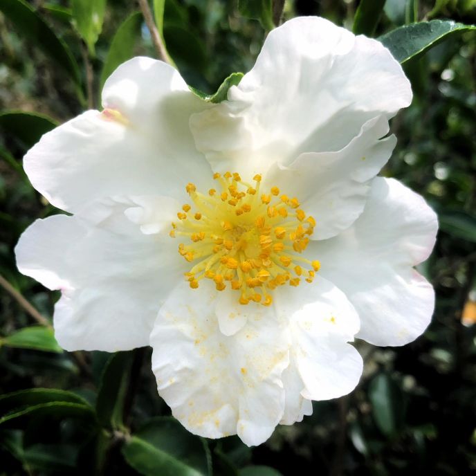Camellia sasanqua 'Sutsugekka' (2)