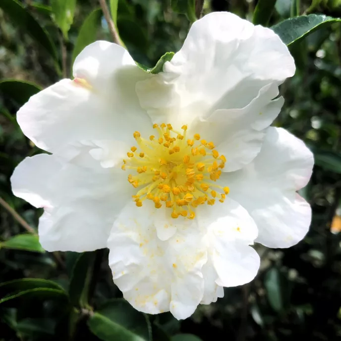 Camellia sasanqua 'Sutsugekka' (2)