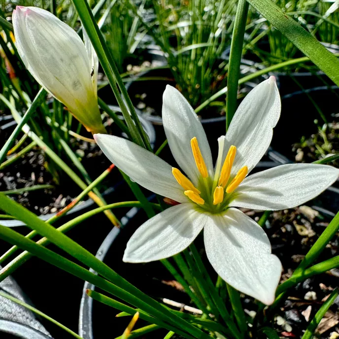 Renga Lily