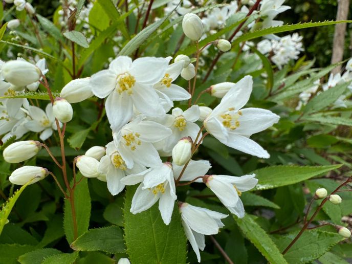 Slender Deutzia