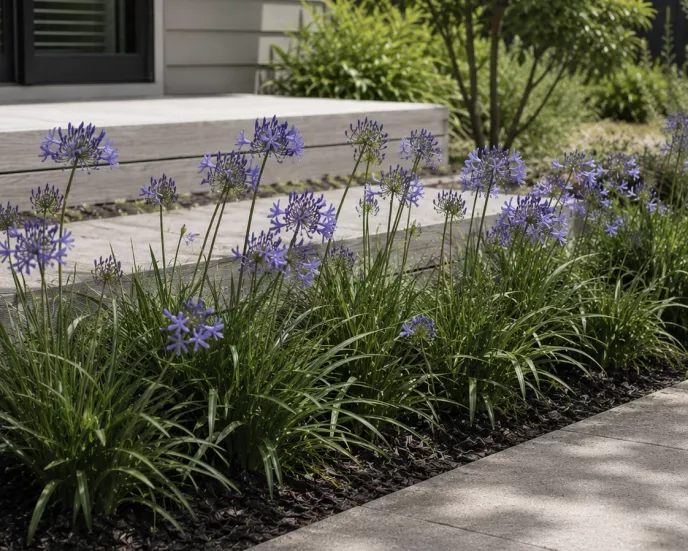 Agapanthus 'Blue Finn'