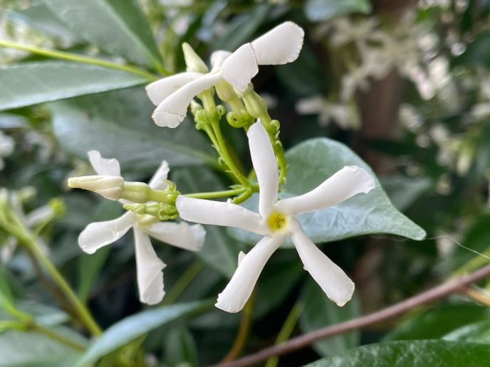 Chinese Star Jasmine