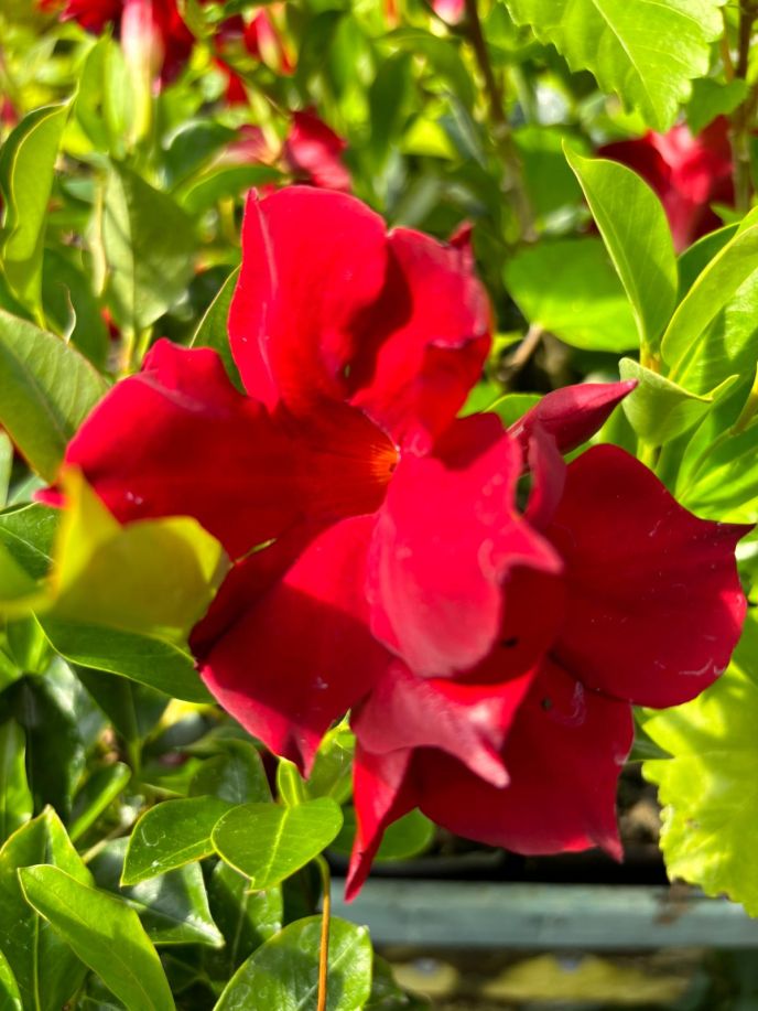 Mandevilla 'forever red'