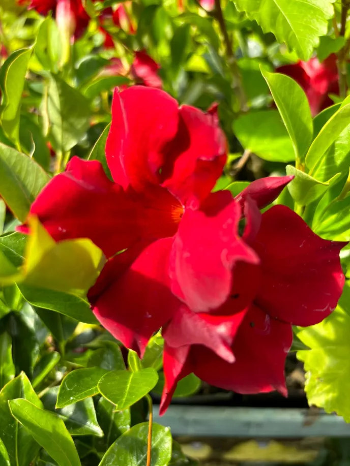 Mandevilla 'forever red'