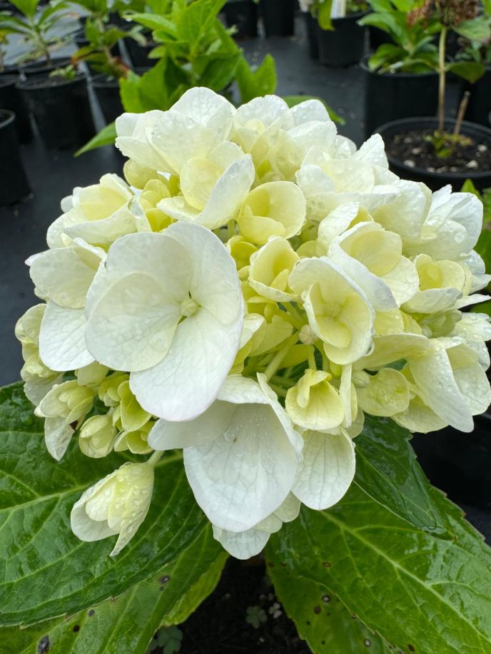 Hydrangea 'Bridal Bouquet'