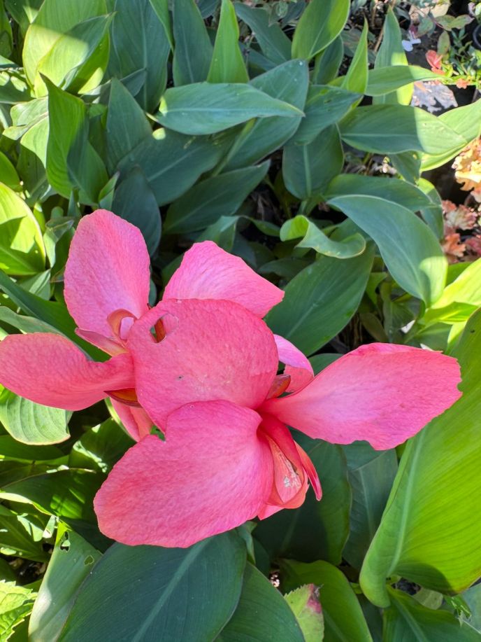 Canna lily