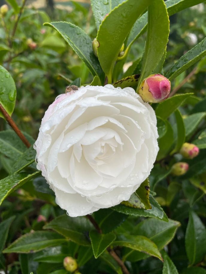 Camellia sasanqua 'Early Pearly'