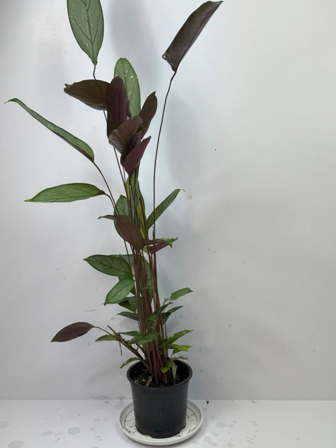 Silver Star Calathea