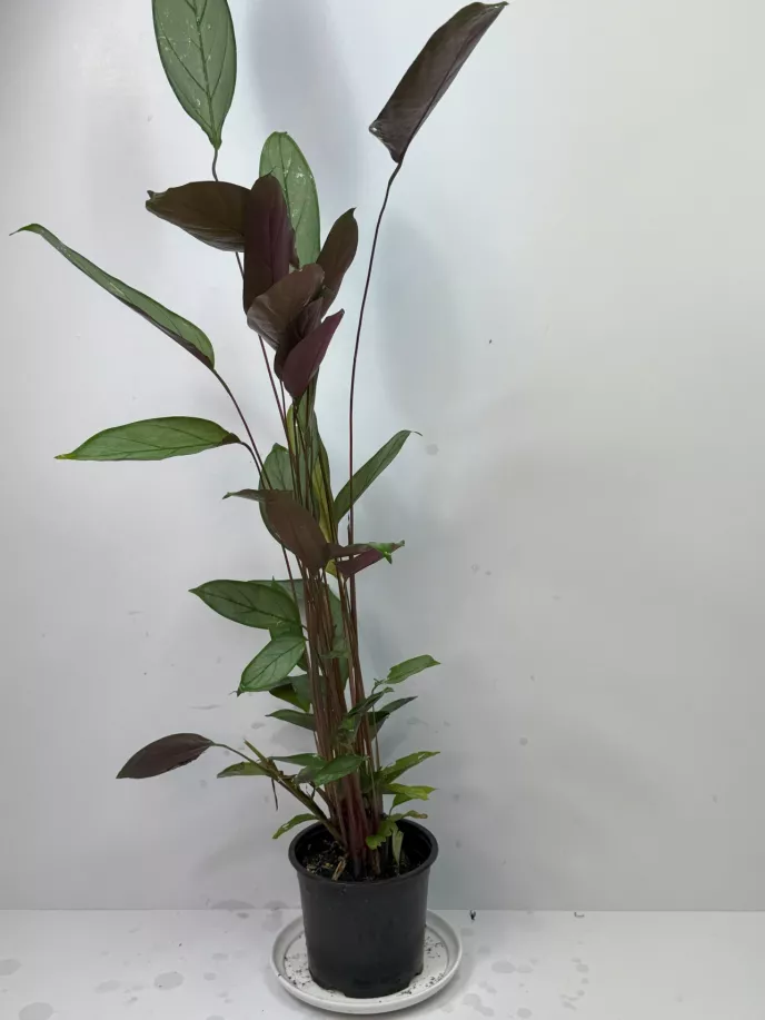 Silver Star Calathea