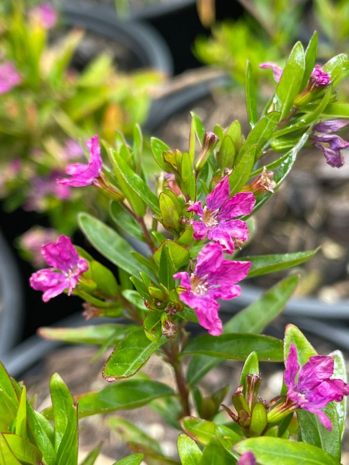 Cuphea hyssopifolia 'Rob's Mauve'