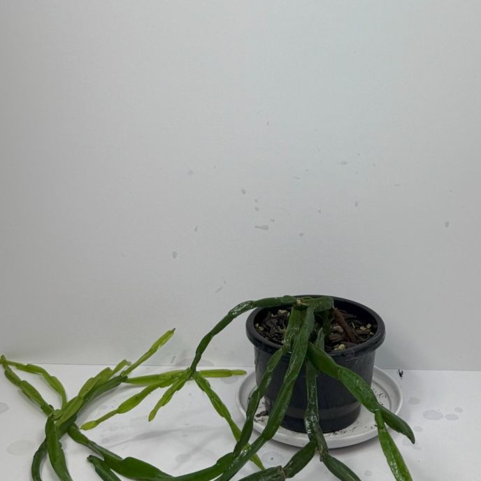 Chain Cactus