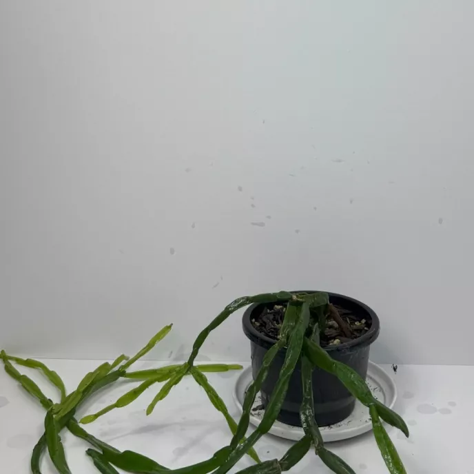 Chain Cactus