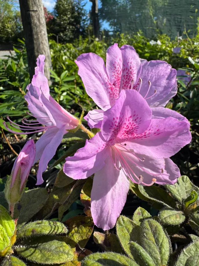 Azalea Praecox