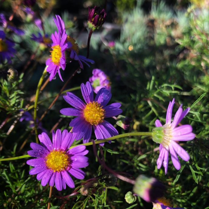 Swan River Daisy