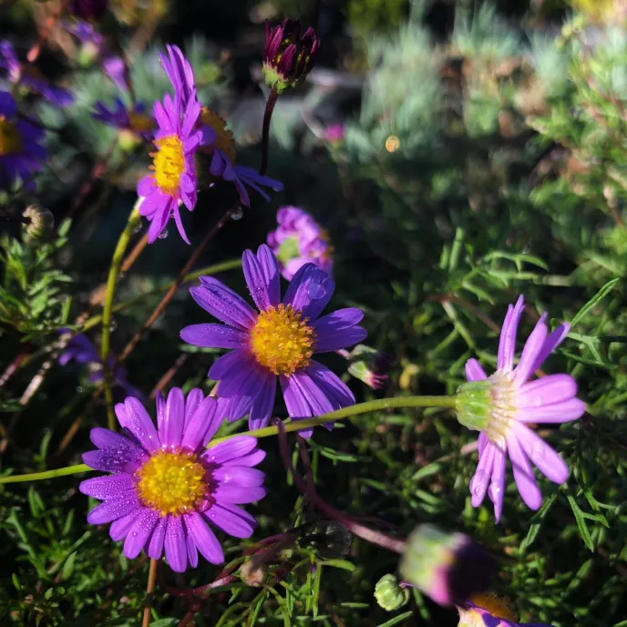 Swan River Daisy