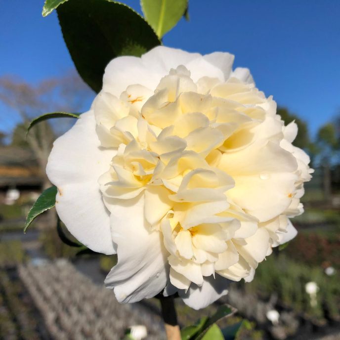 Camellia jap 'Ecclesfield'