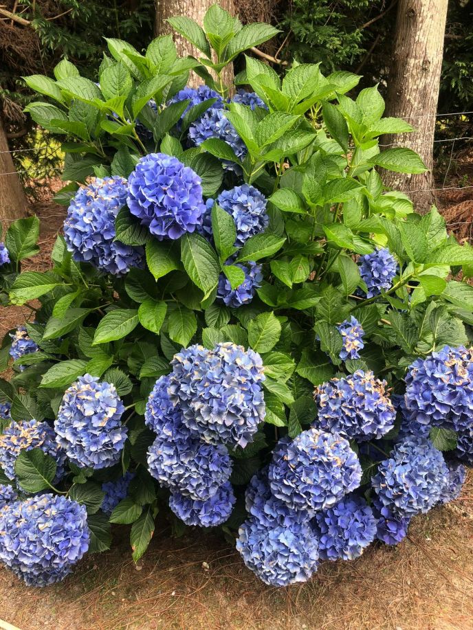 Hydrangea macrophylla 'Blue Wave'