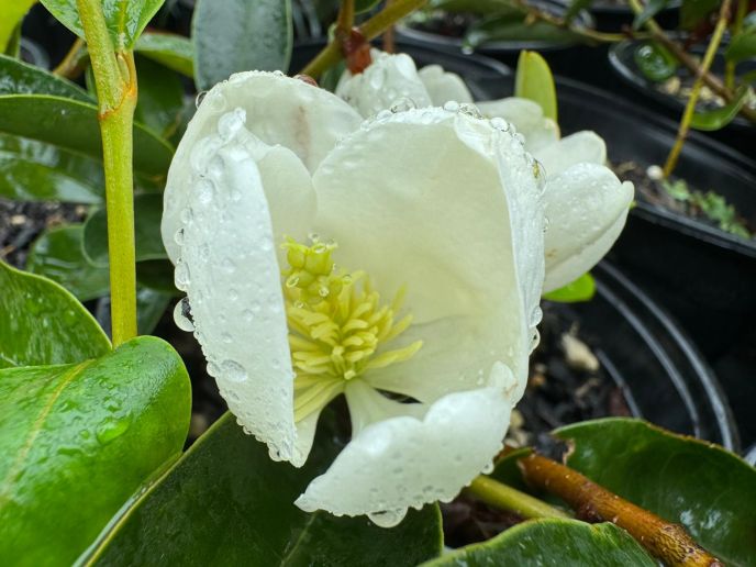Michelia Yunnanensis