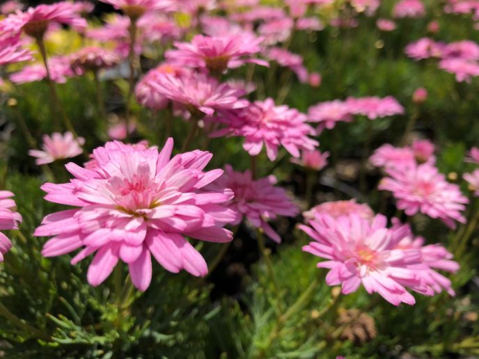 Daisy 'Pink Button'