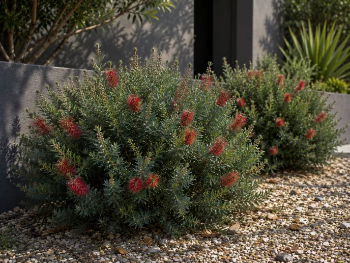 Bottle Brush