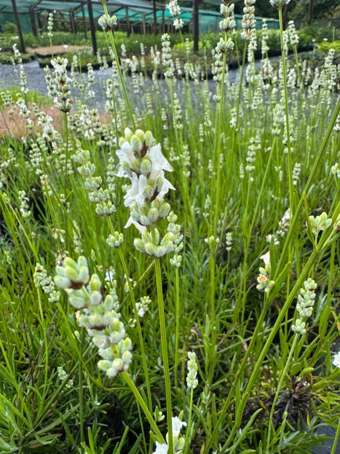 Lavandula angustifolia `Alba'