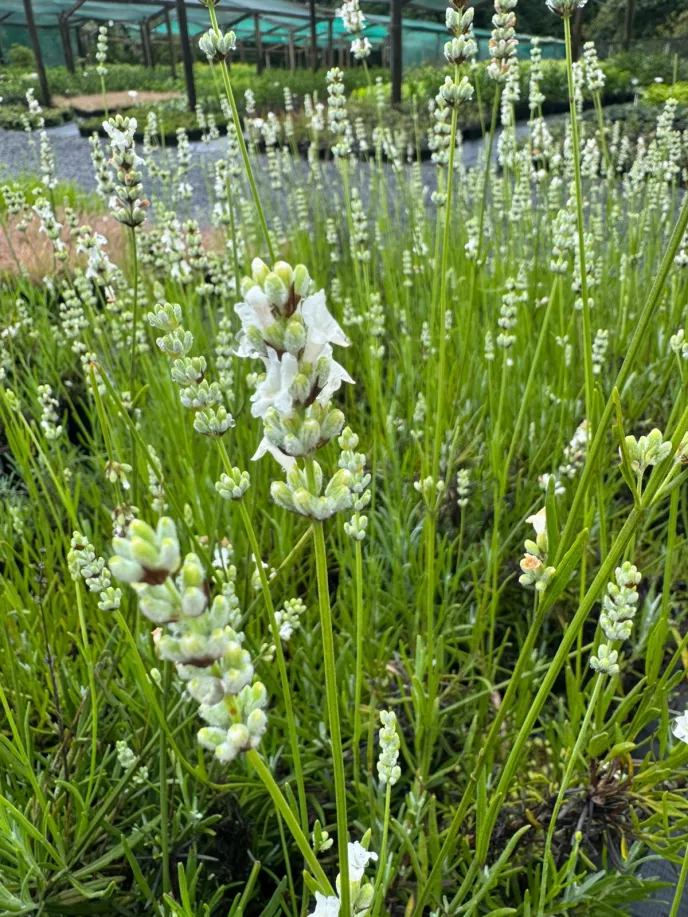 Lavandula angustifolia `Alba'