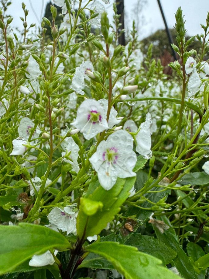 Parahebe Alba