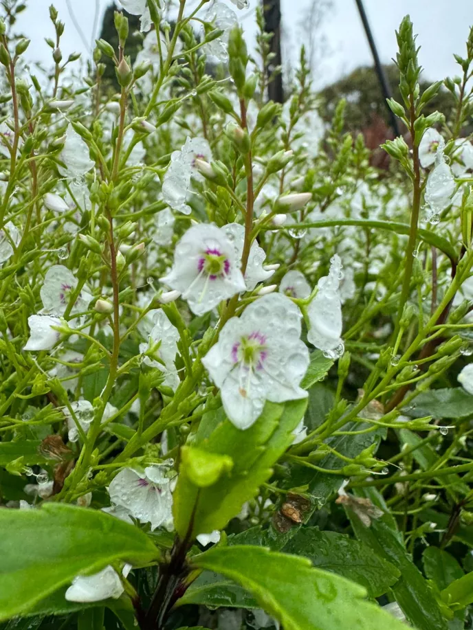 Parahebe Alba