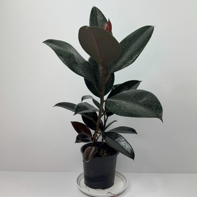 Ficus Black Knight