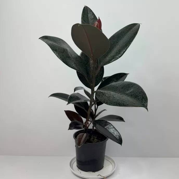 Ficus Black Knight