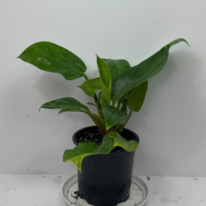 Imperial Green Philodendron