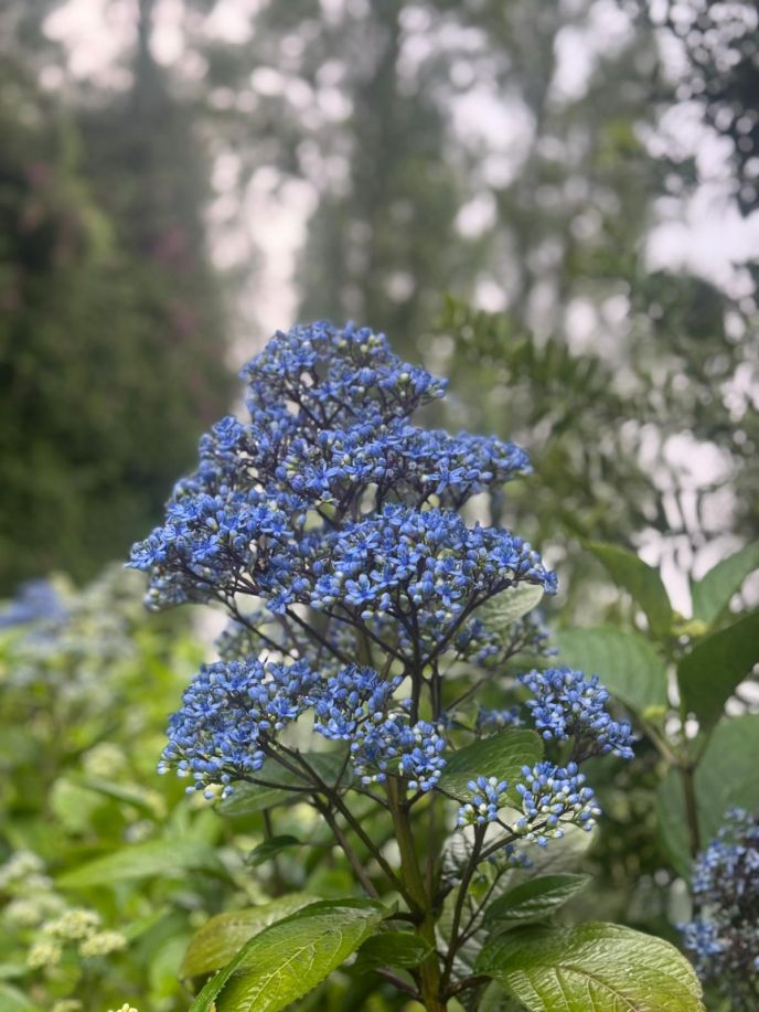 Evergreen Hydrangea
