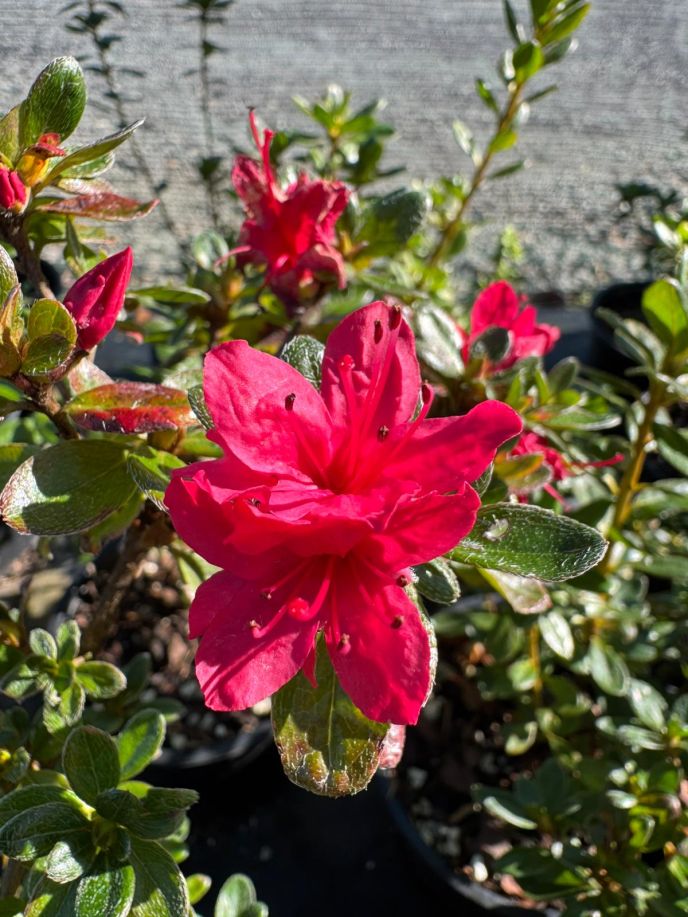 Azalea Hino Crimson