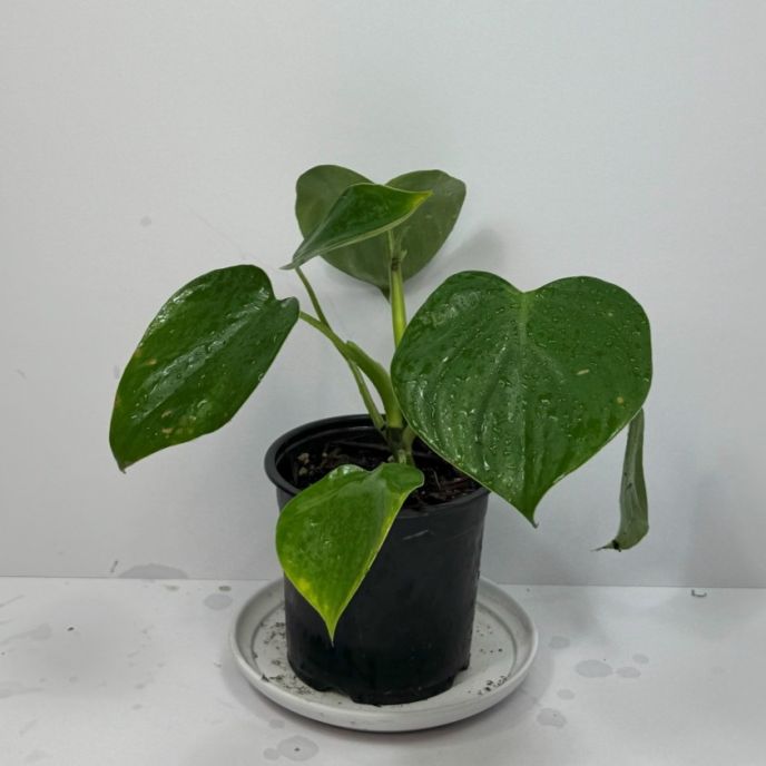 Heartleaf Philodendron
