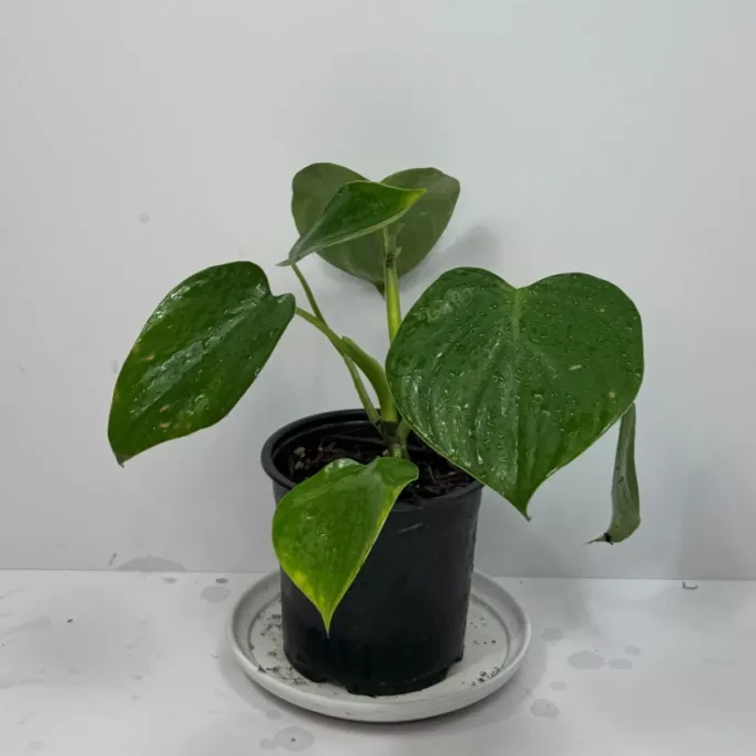 Heartleaf Philodendron