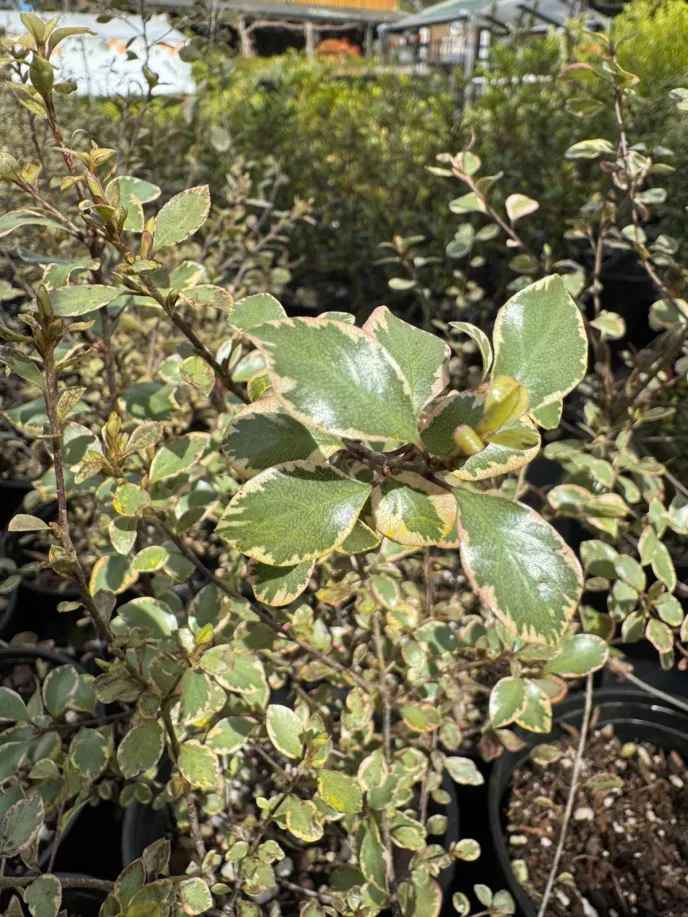 Pittosporum 'Silver Magic'