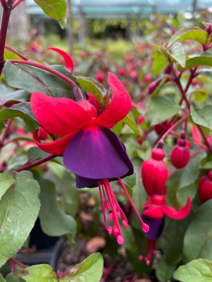 Fuchsia 'Black Prince'