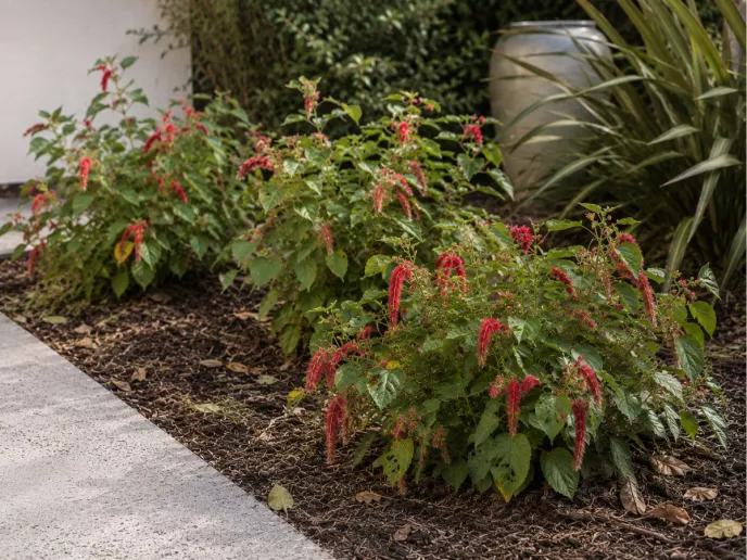 Acalypha Hispida