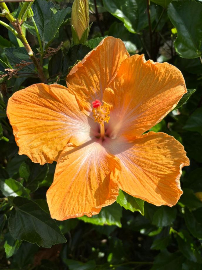 Hibiscus 'Fiji Orange'