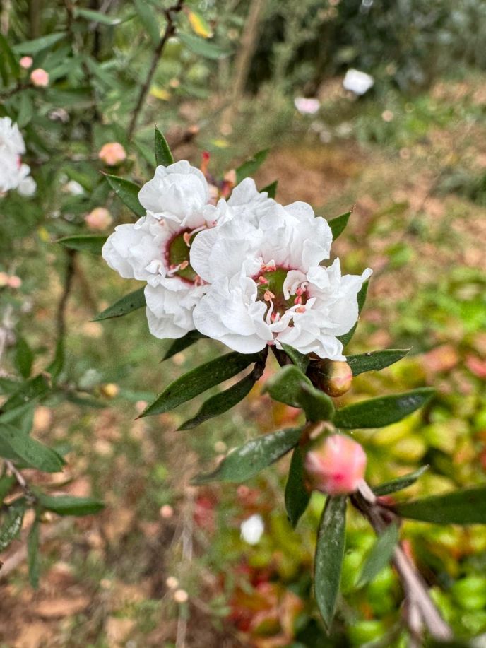 Tea Tree / Manuka