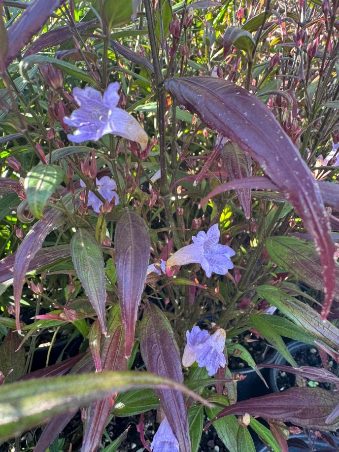 Goldfussia