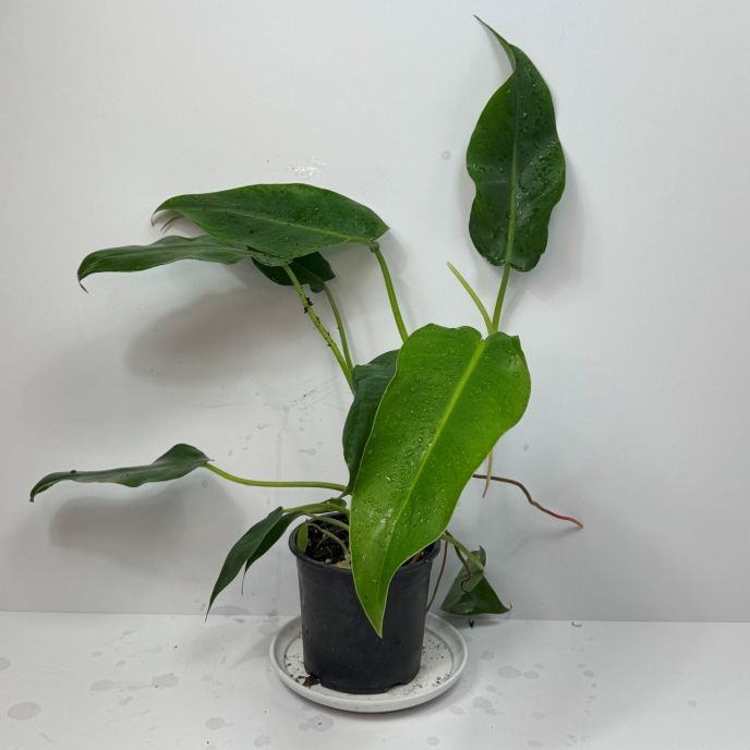 Philodendron erubescens