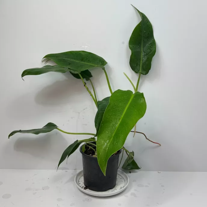 Philodendron erubescens