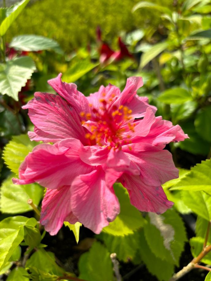 Hibiscus 'Fiji Double Pink'