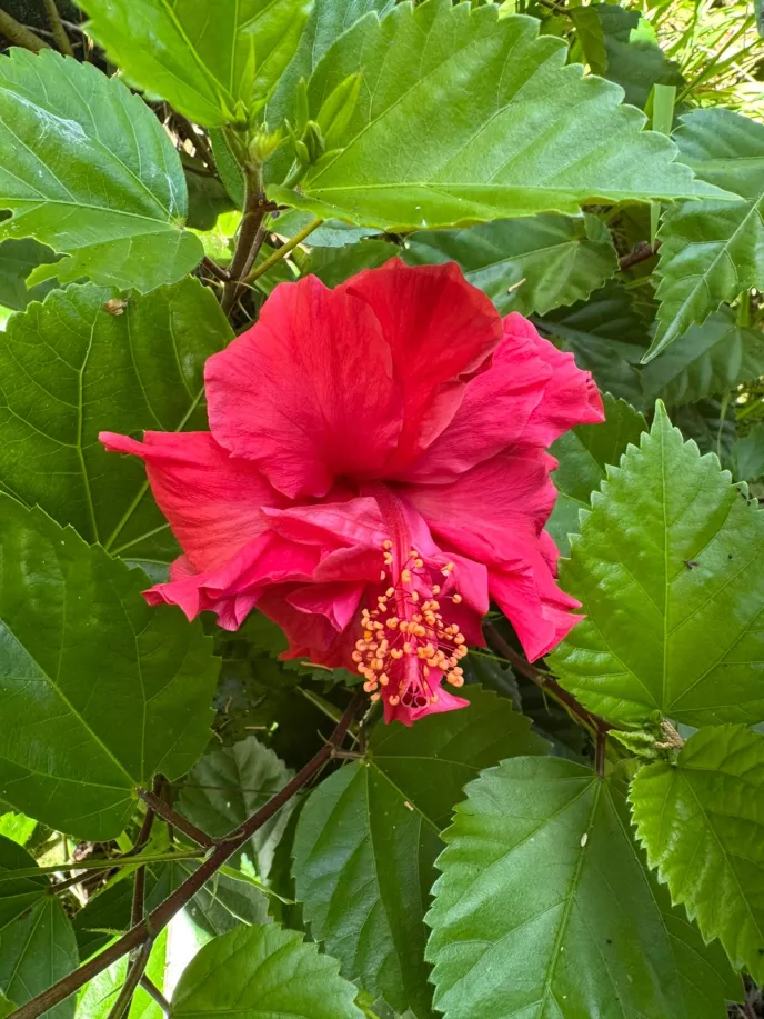 Hibiscus 'Fijian Double Red'