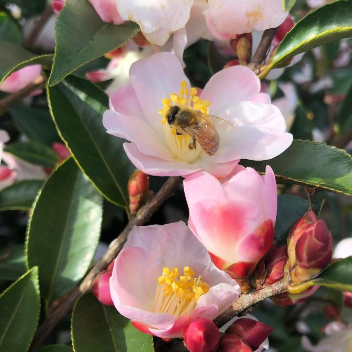 Camellia 'Fairy Blush'