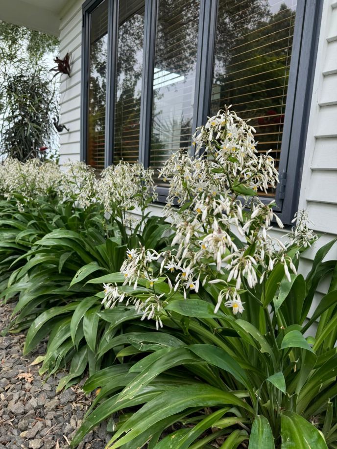 Renga Lily